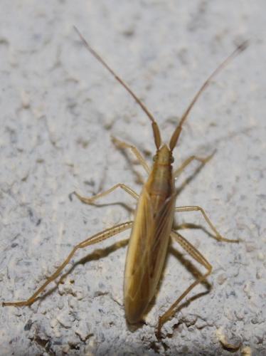 Stenodema laevigata